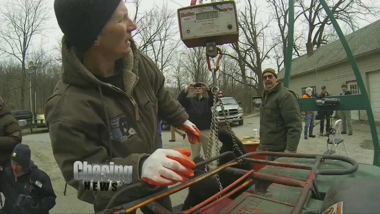 Lowering the rising population of bears in NJ