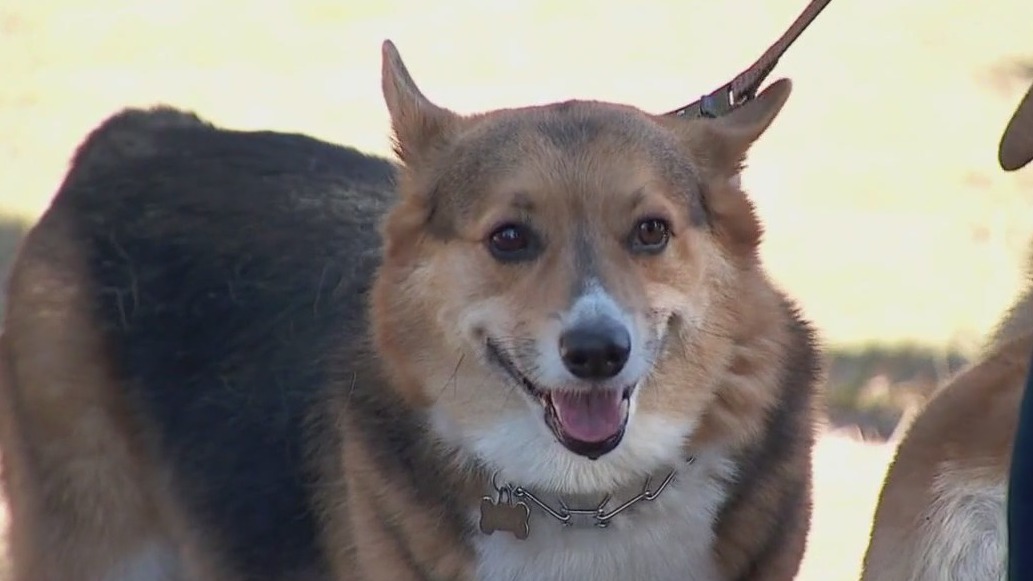 Corgis and sunflowers in Andover