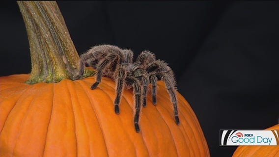 FOX 9 Good Day: Oct. 2, 2024