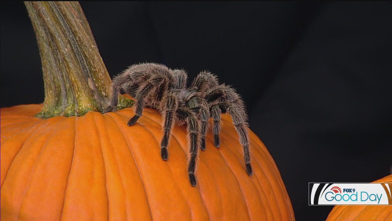 FOX 9 Good Day: Oct. 2, 2024