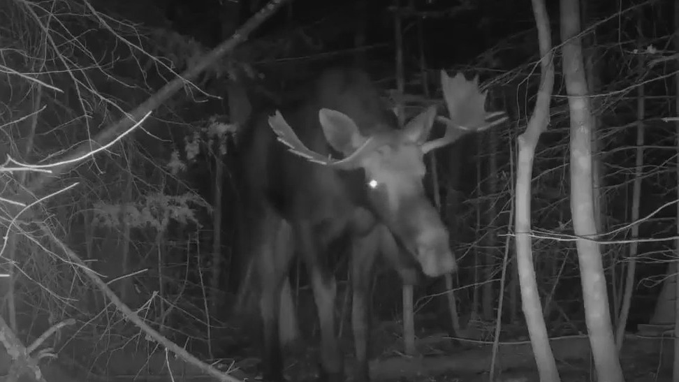 Incredible Voyageurs Wolf Project footage