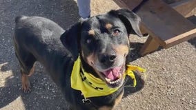 Pet of the Weekend: Rocky