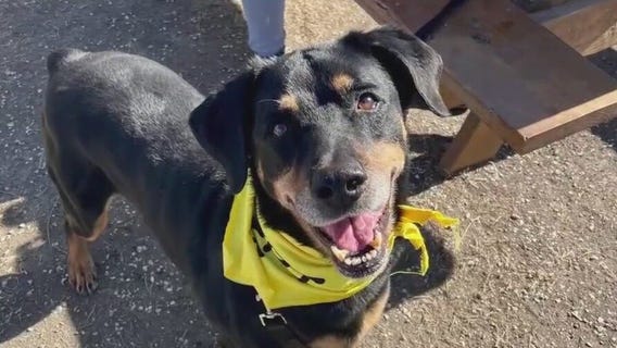 Pet of the Weekend: Rocky