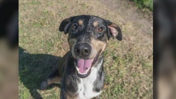 Pet of the Weekend: Kai at Texas Humane Heroes