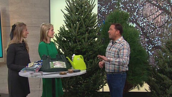 Tips for caring for your Christmas Tree