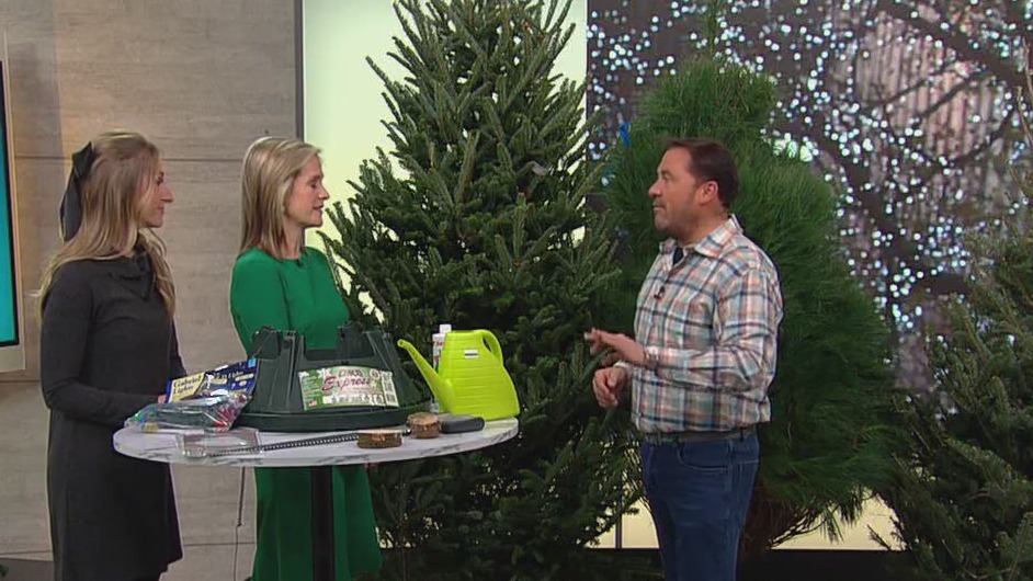 Tips for caring for your Christmas Tree