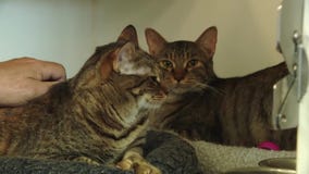 Cats of the Weekend: Halo and Squeaker at Austin Animal Center