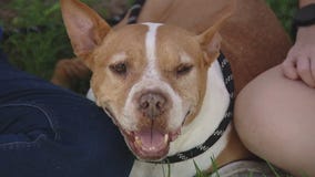 Dog of the Weekend: Bliss at Texas Humane Heroes