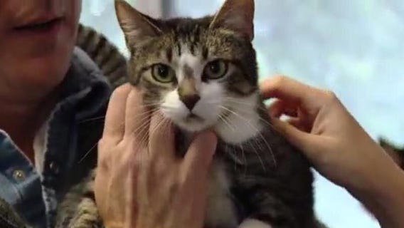 Cat of the Weekend: Wendy at Texas Humane Heroes