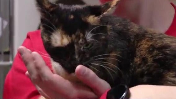 Texas Humane Heroes introduces 'Pet of the Weekend' Dahlia