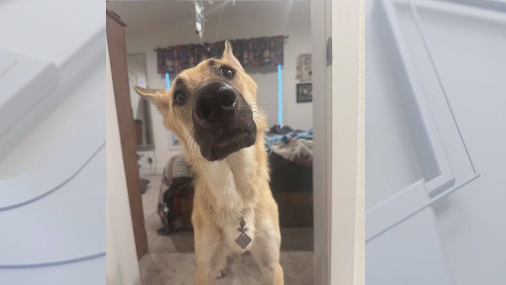 Lost Minnesota dog found by visiting Santa