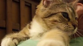 Pet of the Weekend: Sapphire