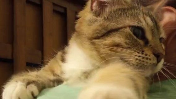 Pet of the Weekend: Sapphire