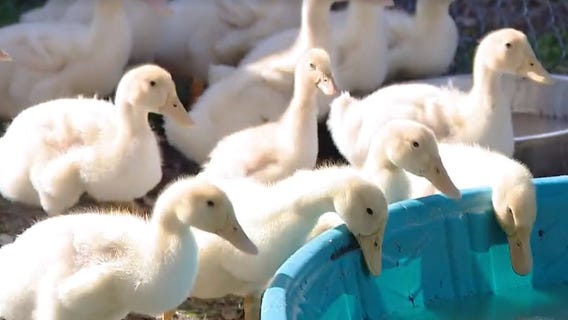 Pet of the Weekend: Adopt a duckling at Williamson County Regional Animal Shelter