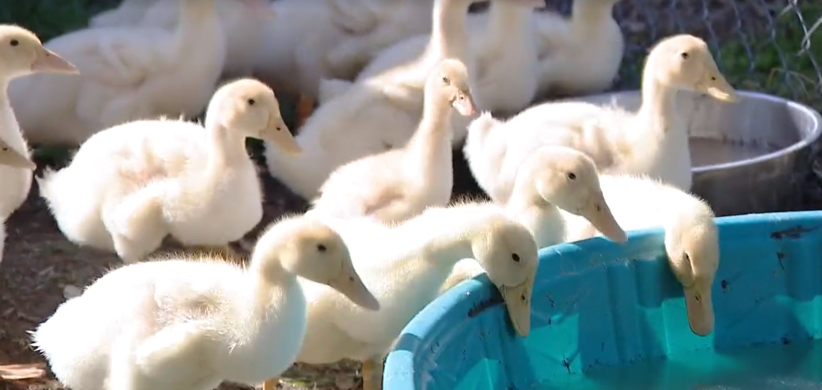 Pet of the Weekend: Adopt a duckling at Williamson County Regional Animal Shelter