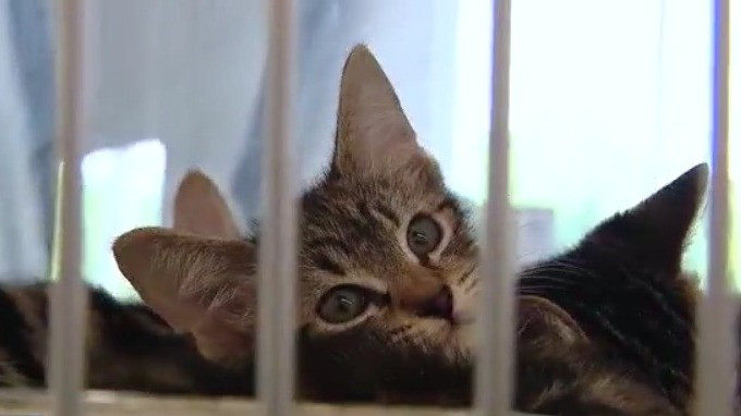 It's kitten season at Williamson County Regional Animal Shelter