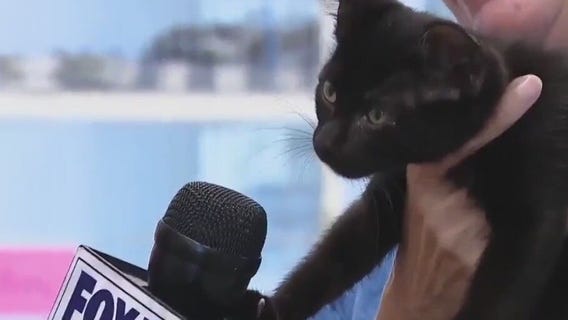 Cat of the Weekend: Matteo