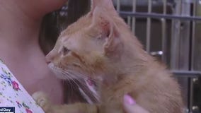 Vrbo at Austin Pets Alive!