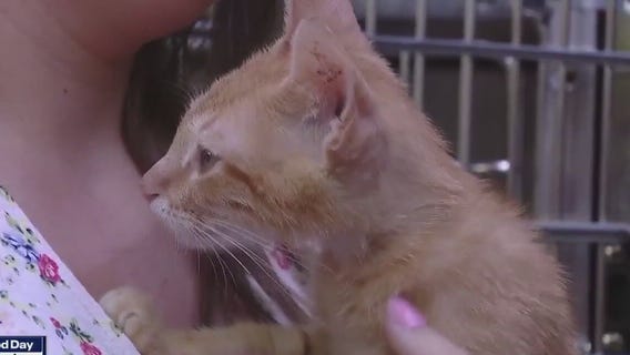 Vrbo at Austin Pets Alive!