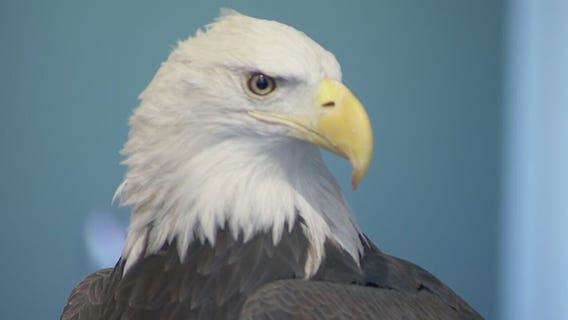 Bald eagle is now the national bird [RAW]