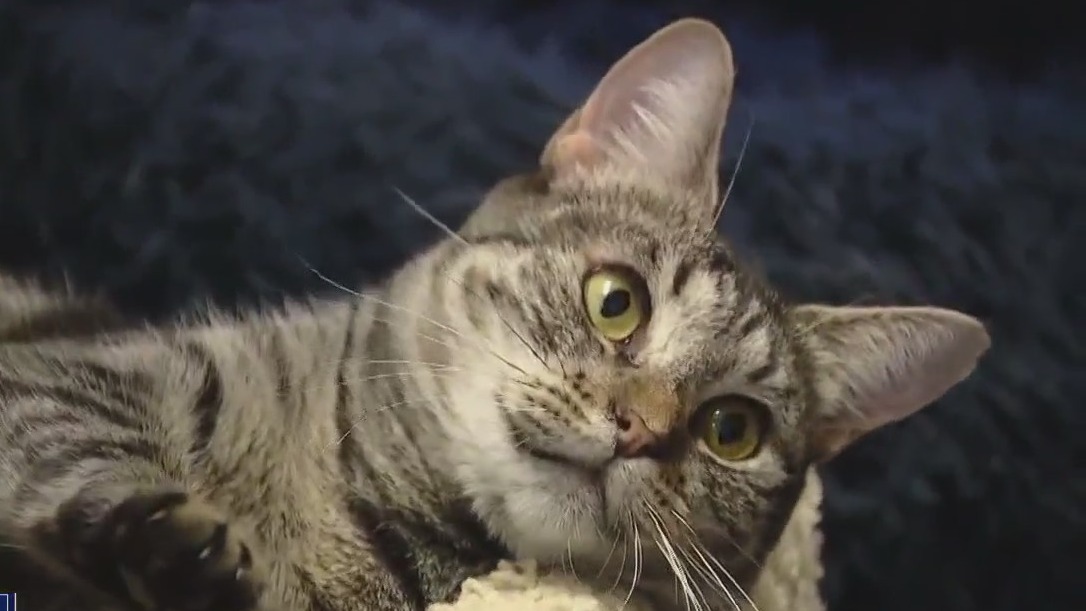 Adopt Jenny at Texas Humane Heroes!