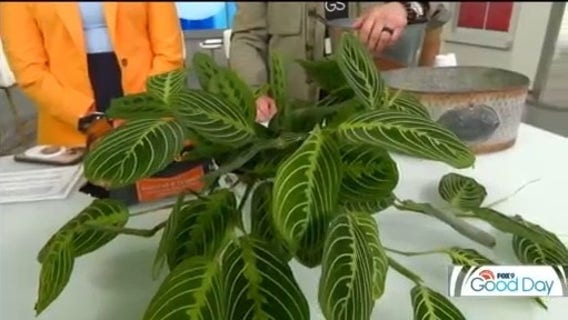 FOX 9 Good Day: Jan. 16, 2025