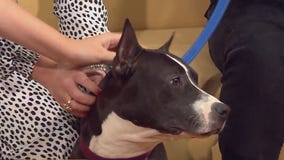 Adopt Cleo from Austin Pets Alive!
