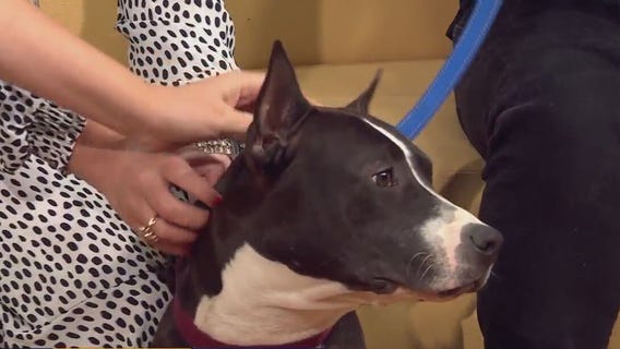 Adopt Cleo from Austin Pets Alive!