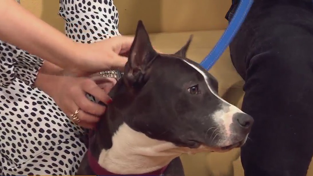 Adopt Cleo from Austin Pets Alive!