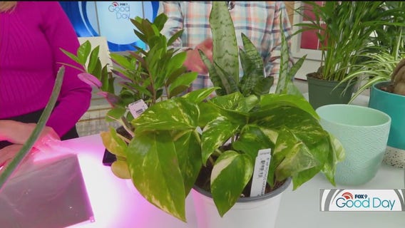 FOX 9 Good Day: Jan. 28, 2025