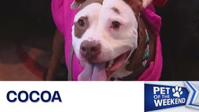 Meet Cocoa at Austin Animal Center