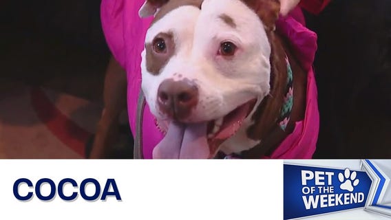 Meet Cocoa at Austin Animal Center