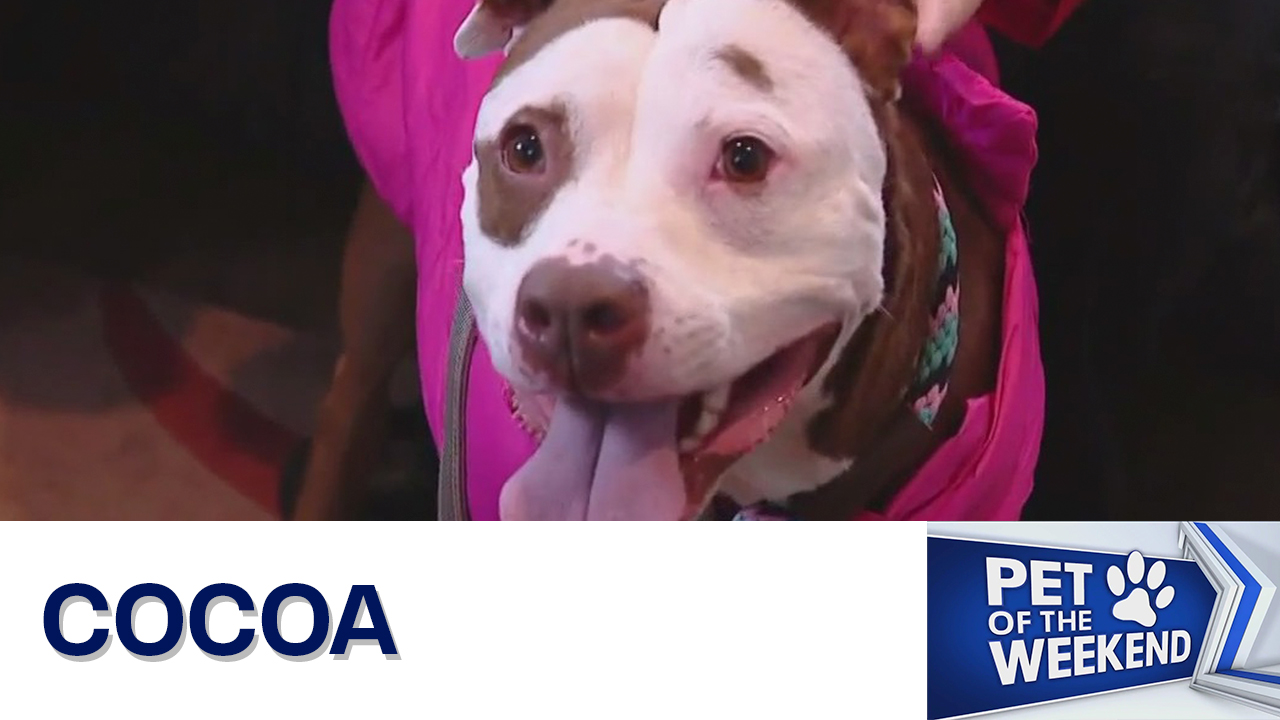 Meet Cocoa at Austin Animal Center