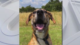 Adopt Tigerlily from Texas Humane Heroes!