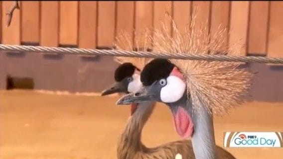 FOX 9 Good Day: Feb. 14, 2025