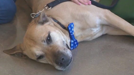 Tank at WilCo Regional Animal Shelter