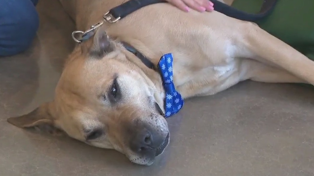 Tank at WilCo Regional Animal Shelter