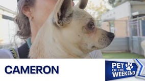 Meet Cameron at Austin Animal Center