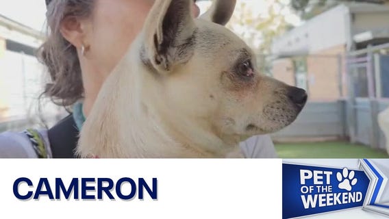 Meet Cameron at Austin Animal Center