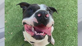 Pet of the Weekend: Meet Heath