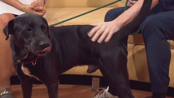 Pet of the Week: Duck