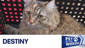 Meet Destiny at Texas Humane Heroes!