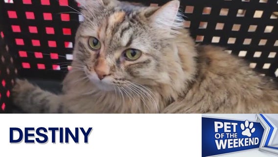 Meet Destiny at Texas Humane Heroes!