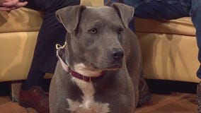 Pet of the Week: Tatiana from APA!