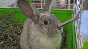 Rabbits up for adoption in Williamson County