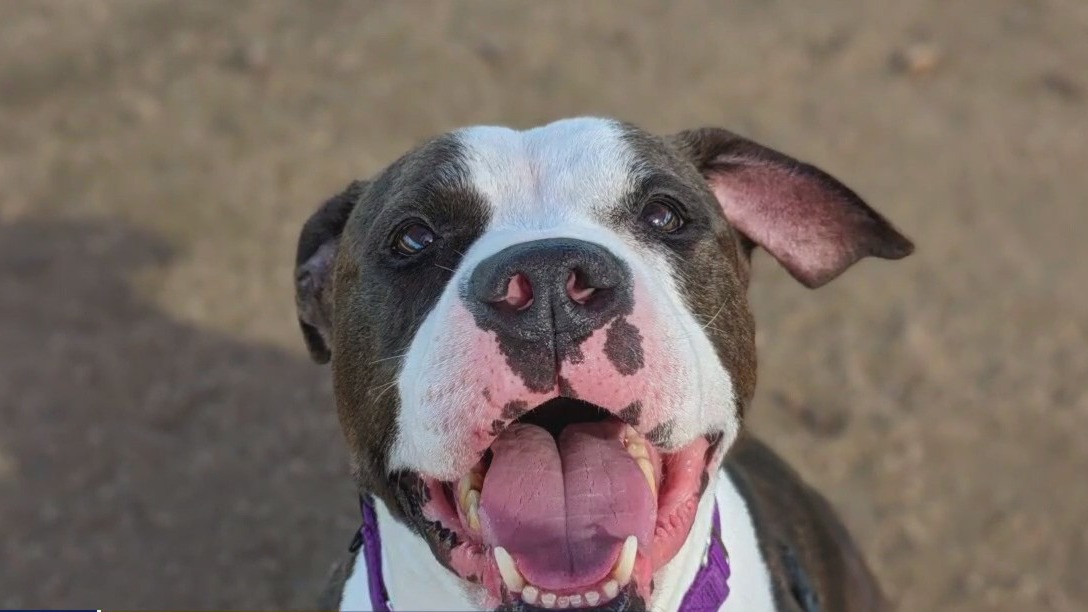 Adopt Hercules at WilCo RAS!