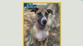 Long-time shelter dog Gracie looking for home