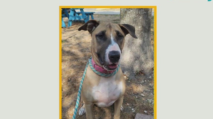 Long-time shelter dog Gracie looking for home