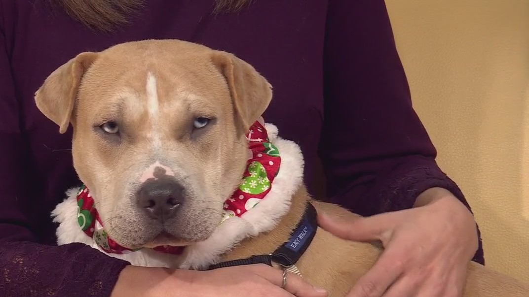 Pet of the Week: Missy from AAC