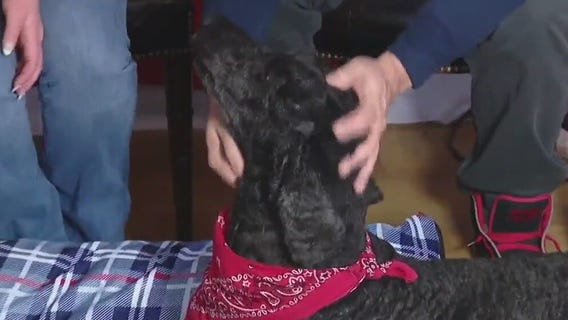 Pet up for adoption: Mr. Jazzy